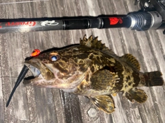 タケノコメバルの釣果