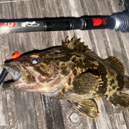 タケノコメバル