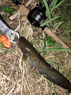 ナマズの釣果