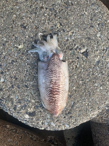 釣果