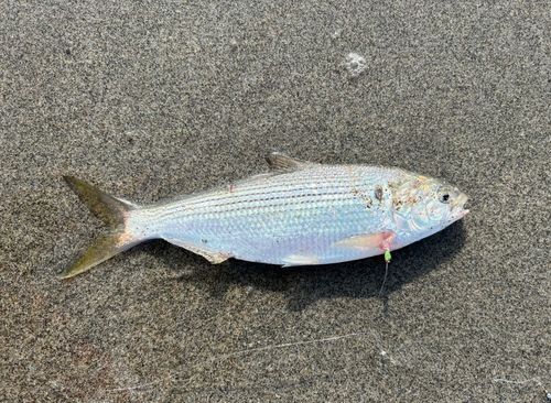 コノシロの釣果
