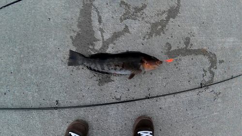 アブラコの釣果