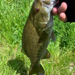 スモールマウスバス