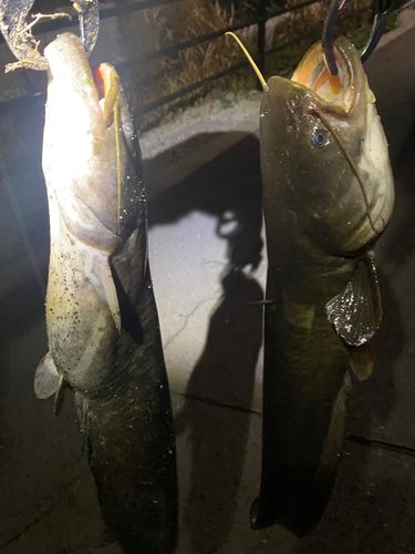 ナマズの釣果