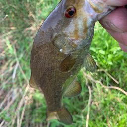 スモールマウスバス