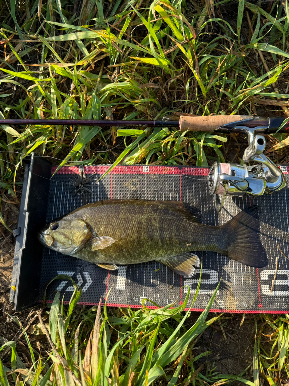 DAIWA 21スティーズ(スピニングモデル) SC S64L-SV・STの最 DAIWA 21スティーズ(スピニングモデル) SC S64L-SV・STの最