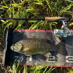 スモールマウスバス