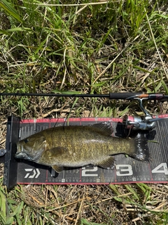 スモールマウスバスの釣果