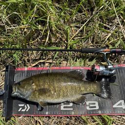 スモールマウスバス