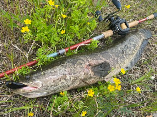 ライギョの釣果