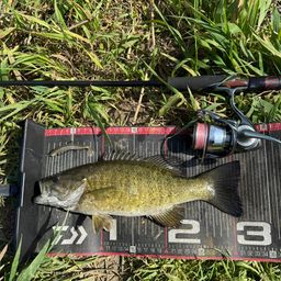 スモールマウスバス