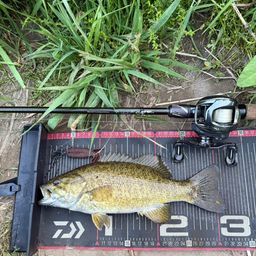 スモールマウスバス