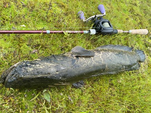 ライギョの釣果