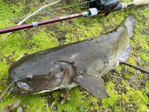 ナマズの釣果