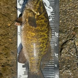 スモールマウスバス