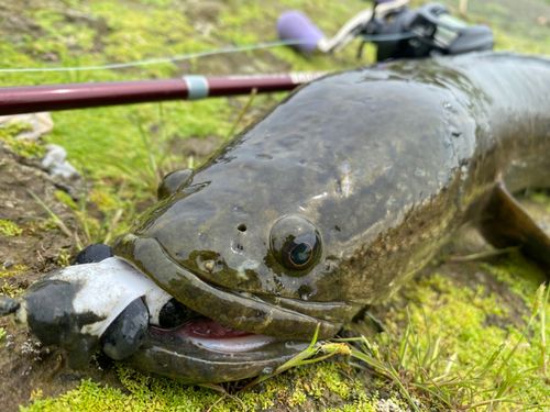 ライギョの釣果