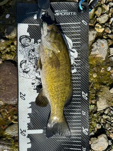 スモールマウスバスの釣果
