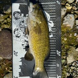 スモールマウスバス