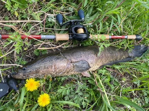 ライギョの釣果