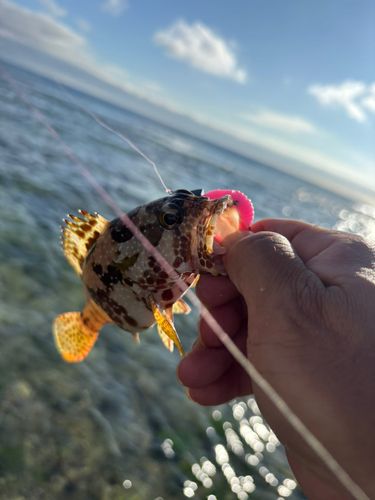 イシミーバイの釣果