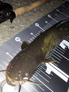 ナマズの釣果