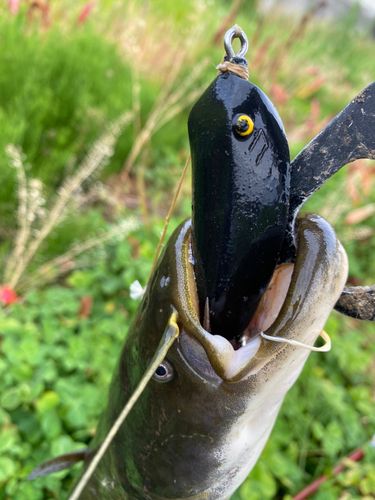 ナマズの釣果