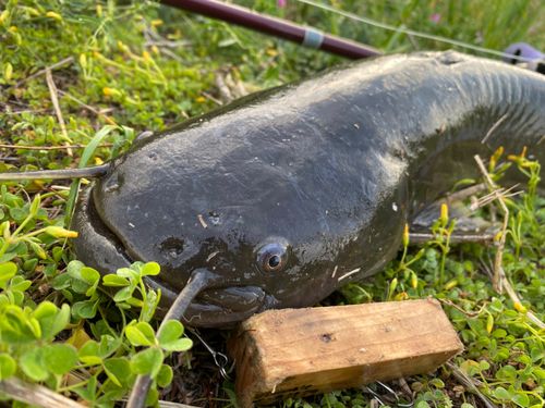 ナマズの釣果