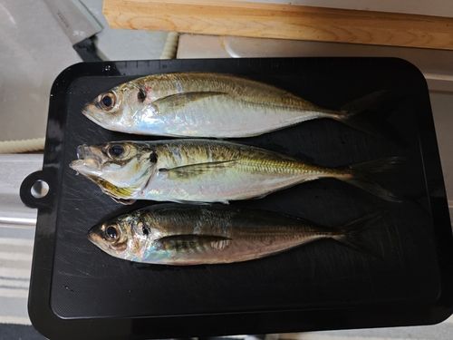アジの釣果