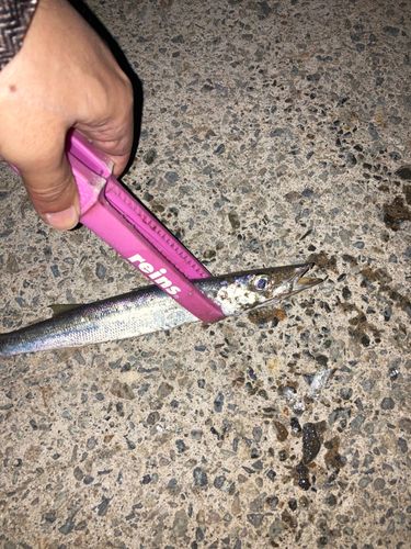 カマスの釣果