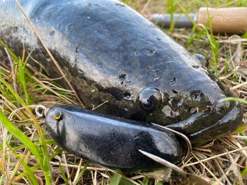 ライギョの釣果