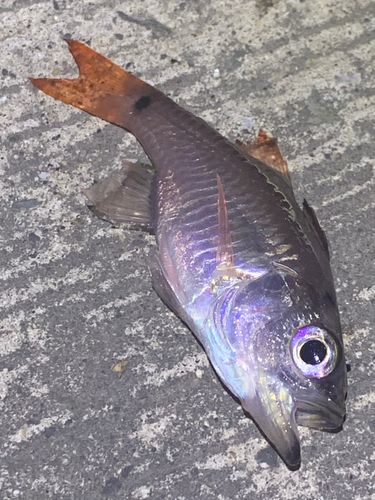 釣果