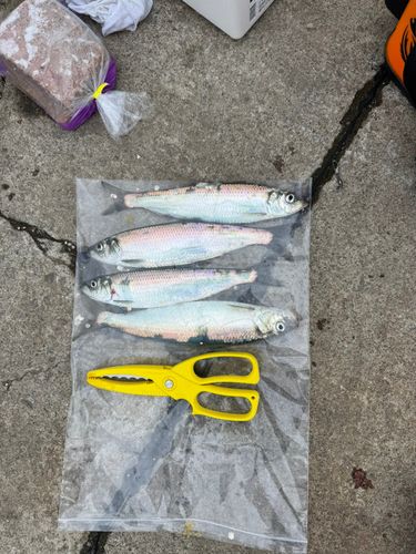 ニシンの釣果