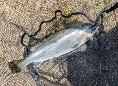 サクラマスの釣果