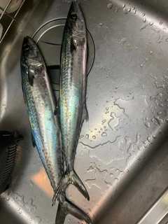サゴシの釣果