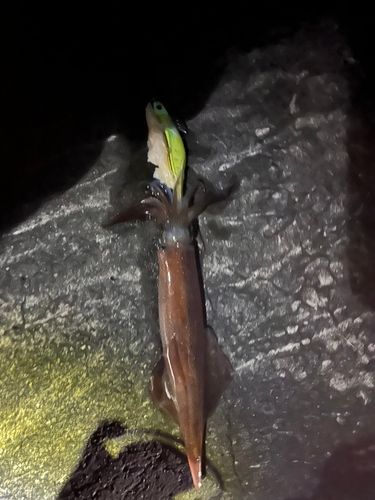 ヤリイカの釣果