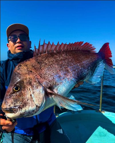 タイの釣果
