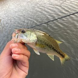 ラージマウスバス