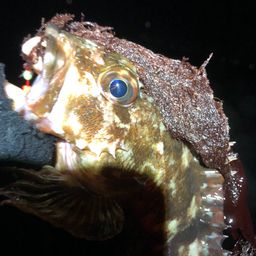カサゴ