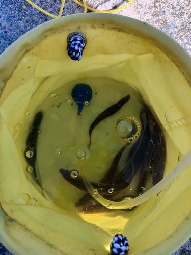 ホンモロコの釣果