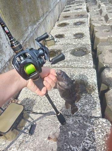 クロソイの釣果