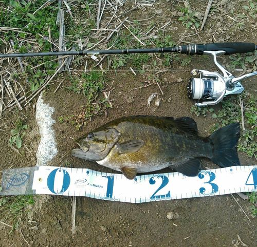 スモールマウスバスの釣果