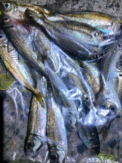 マアジの釣果
