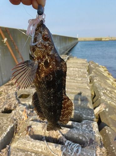 クジメの釣果