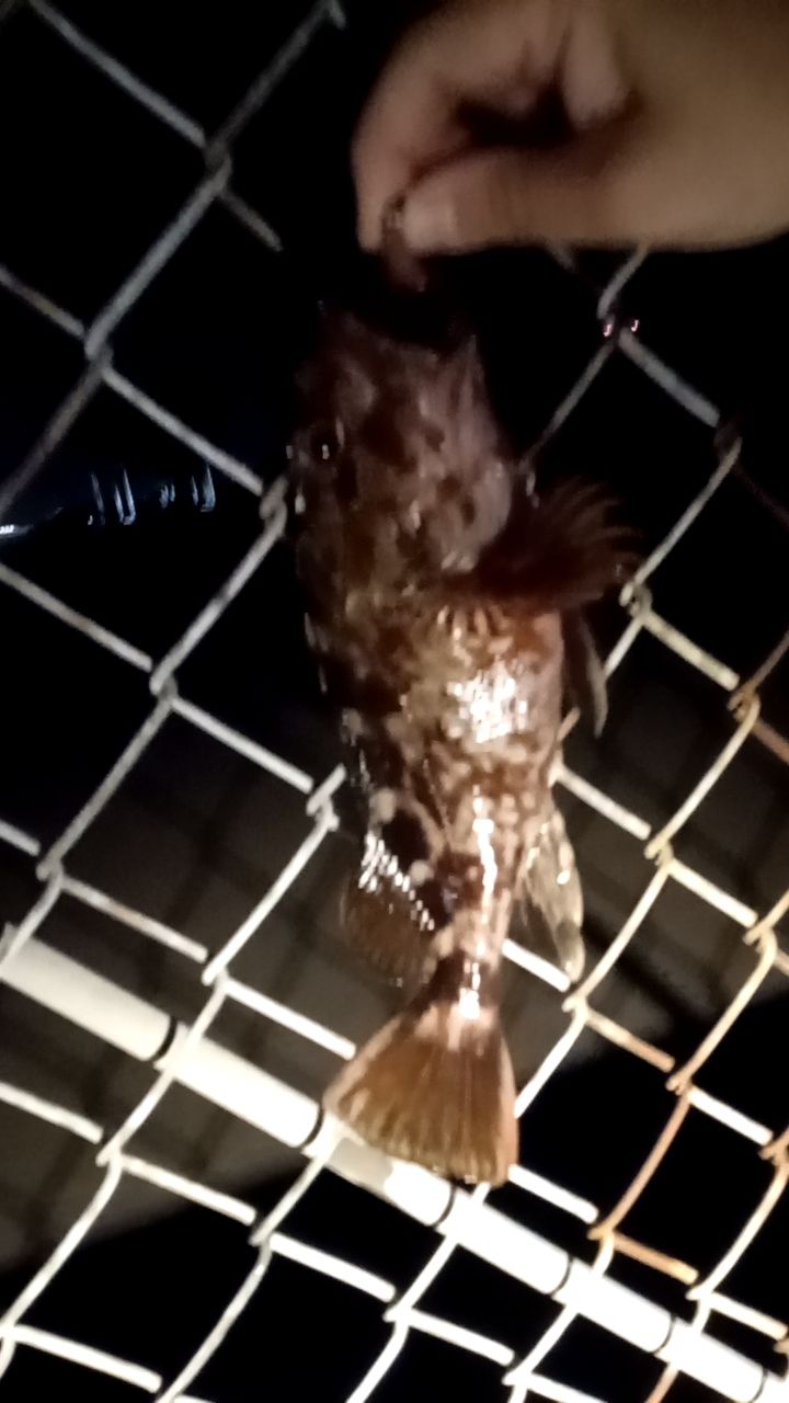カサゴ