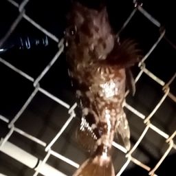 カサゴ