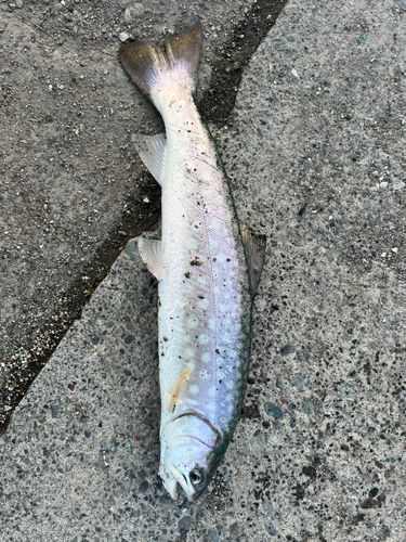 アメマスの釣果