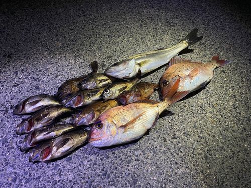 シロメバルの釣果