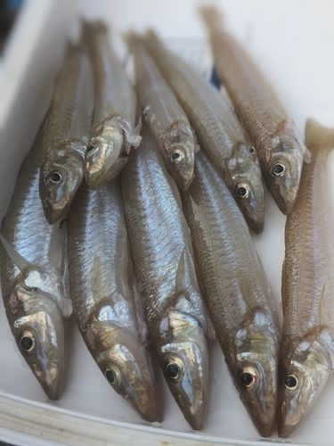 シロギスの釣果