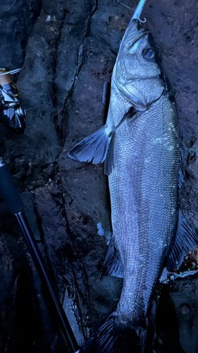 ヒラスズキの釣果