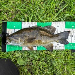 スモールマウスバス